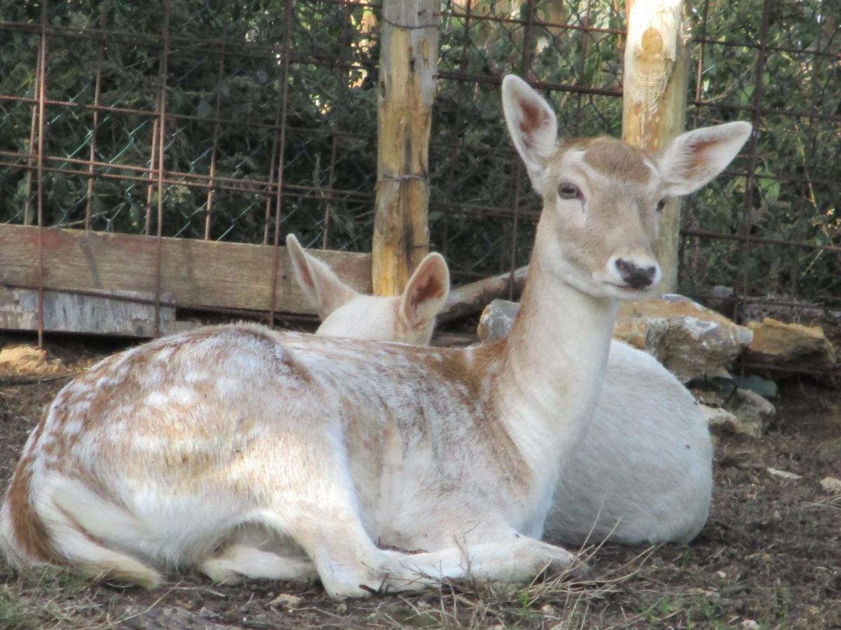 Il Daino Bianco Country Hotel Manciano Luaran gambar